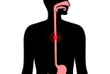 oesophage