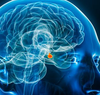 glande hypophyse